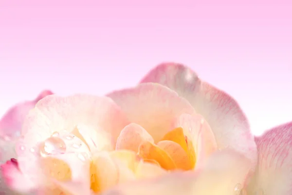 Primeros Planos Flores Color Rosa Sobre Fondo Rosa Gotas Lluvia — Foto de Stock