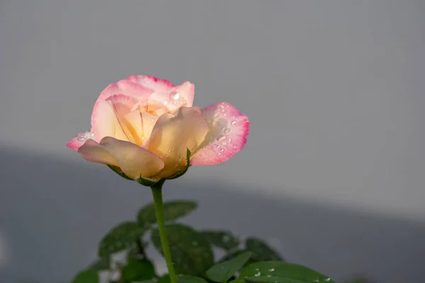 Close Pink Rose Gray Background Sun Lay Shadow Raindrops Petals — Stock Photo, Image