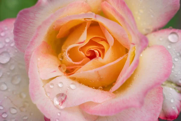 Vista Superior Flor Rosa Close Uma Bela Flor Com Gotas — Fotografia de Stock