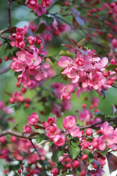 Roze bloemen bloeien appelboom geïsoleerd op natuur groene achtergrond — Stockfoto