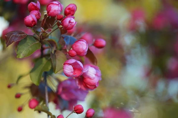 Takken vol met roze bloemtrossen op appelboom — Stockfoto