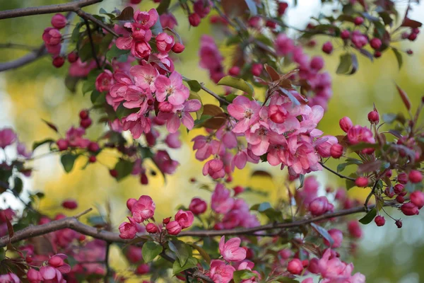 Ροζ λουλούδια ανθίζουν δέντρα διακοσμητικό μήλο — Φωτογραφία Αρχείου