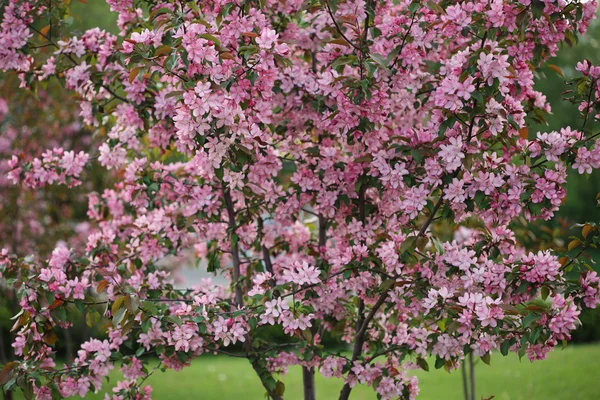 Roze bloemen bloeien decoratieve appelboom geïsoleerd op natuur groene achtergrond — Stockfoto
