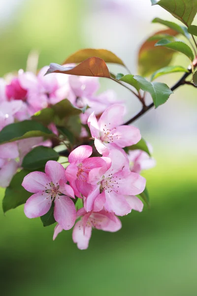 Bloeiende tak van roze appelboom — Stockfoto