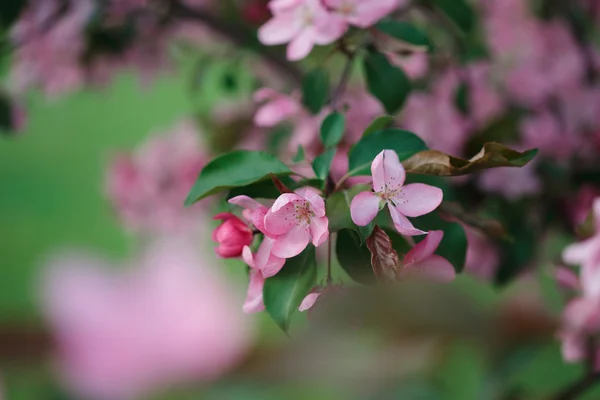Bloeiende tak van roze appelboom — Stockfoto