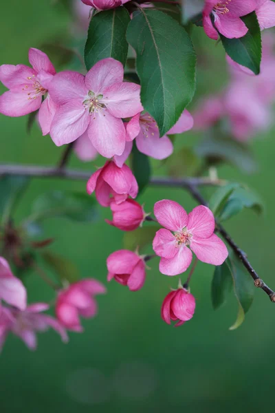 Lente achtergrond met Blossoming tak van roze appelboom — Stockfoto