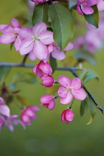 Lente achtergrond met Blossoming tak van roze appelboom — Stockfoto