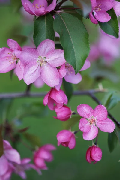 Takken vol met roze bloemtrossen op appelboom — Stockfoto