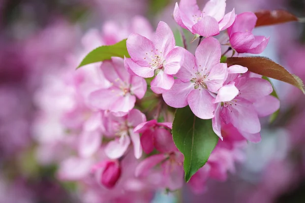 Roze bloemen van appelboom close-up — Stockfoto