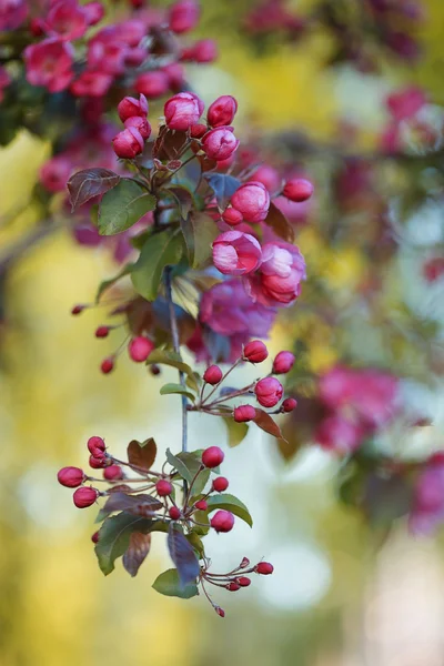 一朵朵树的枝头上粉红色的苹果 免版税图库图片