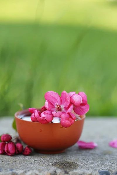 Aromaterapia con flores rosadas aisladas sobre fondo de hierba borrosa verde — Foto de Stock