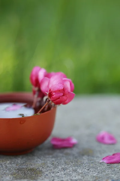 Terapia relajante con flores rosadas y aceite — Foto de Stock