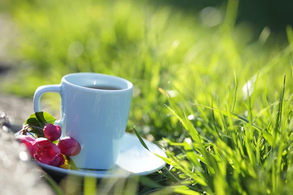 Taza de té de hierbas aislado en el fondo de hierba verde naturaleza con el árbol de manzana brahcn — Foto de Stock