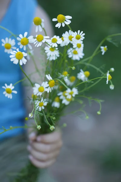 Bouquet di camomille in una mano . — Foto Stock