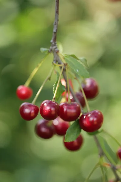 Kirschzweig mit Beeren und Blättern — Stockfoto