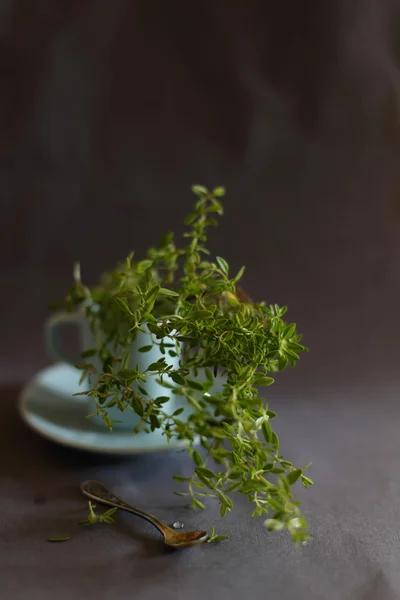 杯花草茶与百里香在黑暗的背景与副本空间 图库图片