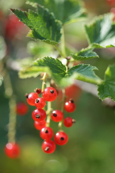 Rote Johannisbeere aus nächster Nähe isoliert auf grünem Hintergrund — Stockfoto