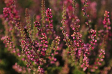 Çiçekli heather bitki