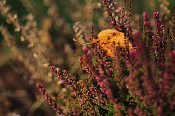 Foglia autunnale gialla con pianta di erica fiorita — Foto Stock