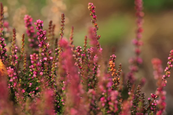 Fiore rosa di erica — Foto Stock