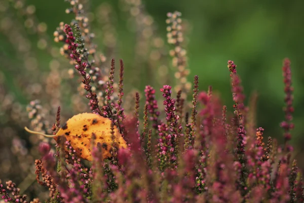 Foglia autunnale gialla con pianta di erica fiorita — Foto Stock