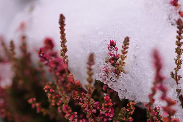 Fondo di ghiaccio con fiori di erica Foto Stock