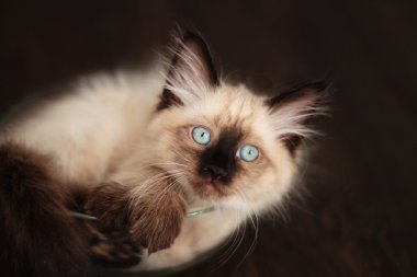 Kabın içinde kıvrılmış yavru kedi