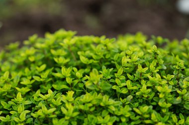 limon kekik baharat bahçede