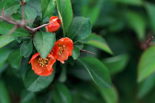 Japonés membrillo sobre naturaleza verde borroso fondo — Foto de Stock