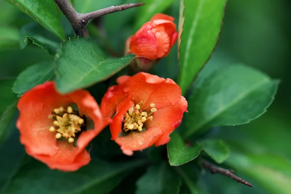 Fiori rossi primaverili. Chaenomeles in fiore. Paesaggio giapponese . Immagine Stock