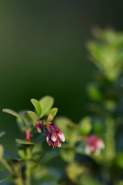 Blühende Preiselbeere über Natur grün verschwommen Hintergrund — Stockfoto