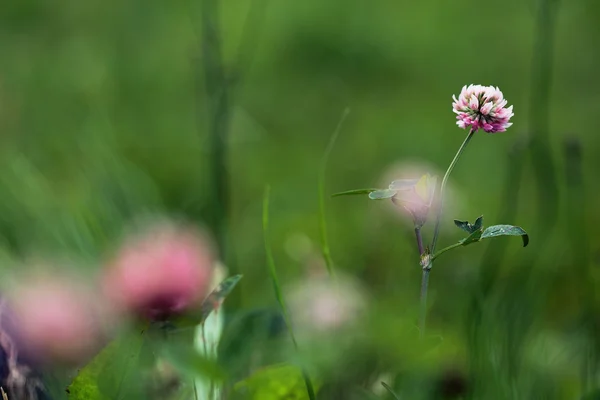 Trifoglio fiore rosa — Foto Stock