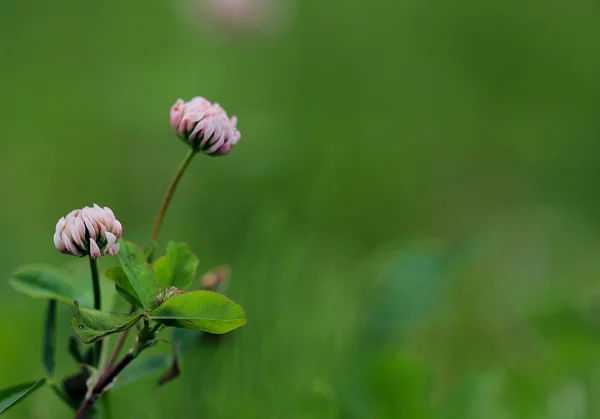 Fiori di trifoglio isolati su sfondo verde sfocato — Foto Stock