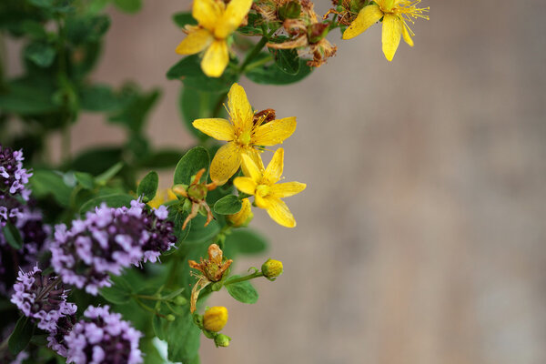 Травяной фон. Травы над лесом. Станция очистки. Травяная медицина
.