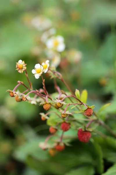 Pianta di fragole selvatiche in fiore bacche rosse mature — Foto Stock