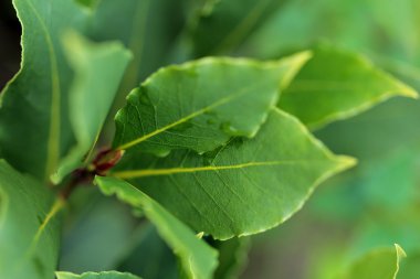 Taze Bahçe defne dalı yakın çekim.