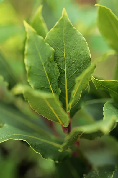 Hierbas. Rama fresca de laurel en el jardín . — Foto de Stock