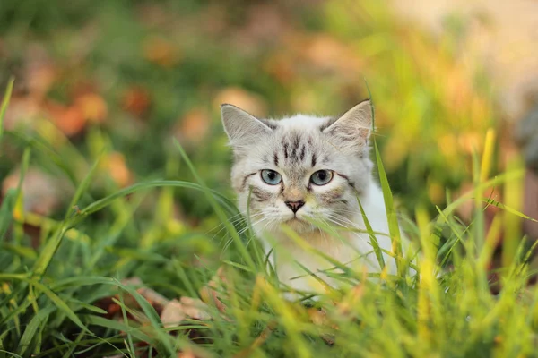 Śliczny biały kotek Syjamski niebieski oczy stojących na trawniku — Zdjęcie stockowe