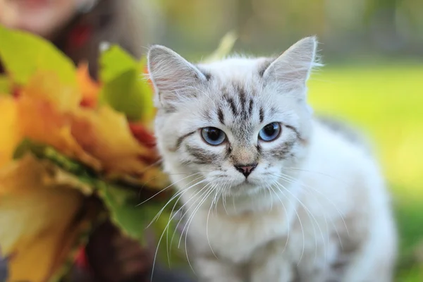 Portrait of white Siamese kitten with blue eyes 图库图片
