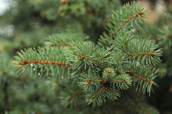 Fir branch isolated on nature background — Stock Photo, Image