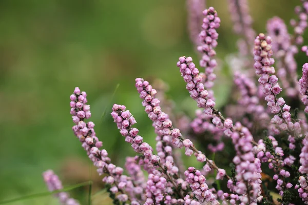 Fioritura Erica da vicino isolato su sfondo verde natura — Foto Stock