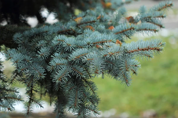 Blue spruce branch with snow — Stock Photo, Image