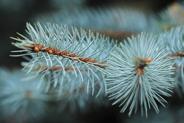 Branch of Blue spruce macro — Stock Photo, Image