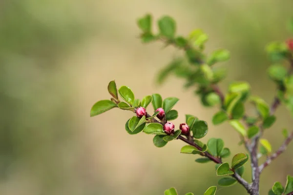 Cotoneastro cespuglio fiorito Immagini Stock Royalty Free