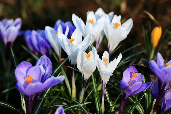 Colorful Crocus meadow — Stock Photo, Image