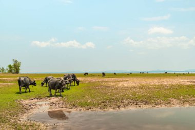 Asyalı bufalolar gölün kenarında ot yiyorlar..