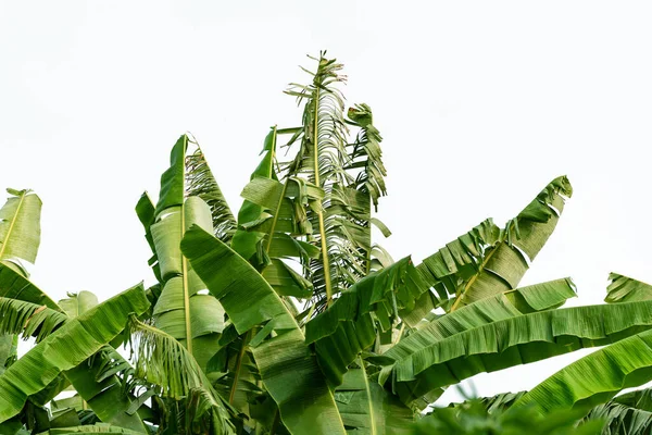 Folhas Banana Fundo Branco Isolado — Fotografia de Stock