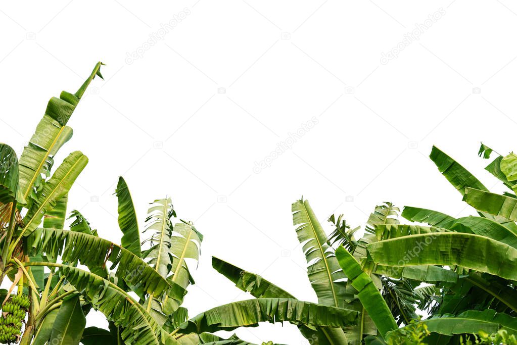 Banana leaves on isolated white background.