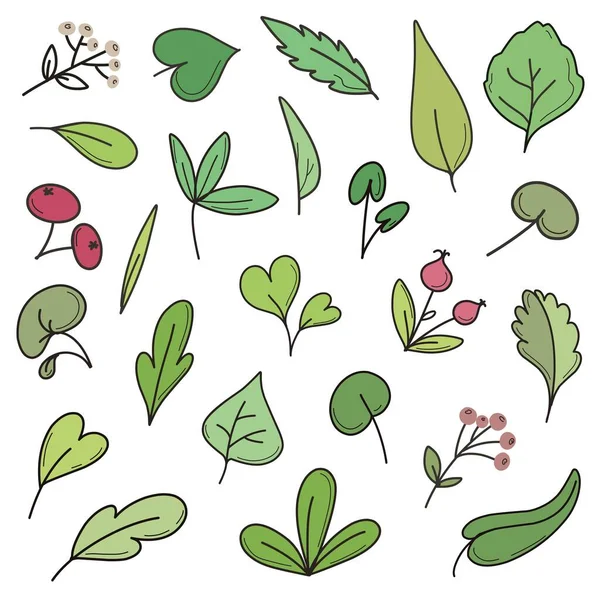 植物的轮廓设置与浆果和叶子 向量在白色背景上分离 Doodle — 图库矢量图片