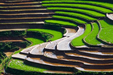 Vietnam 'da teraslı pirinç tarlaları